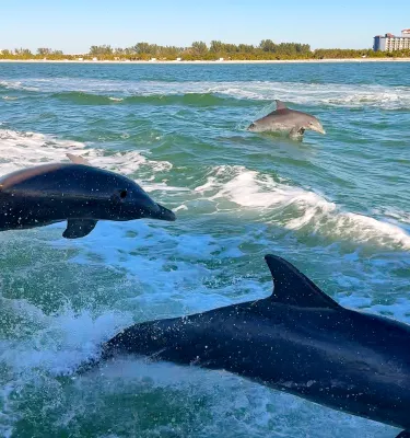 dolphin