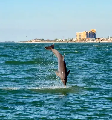 dolphin