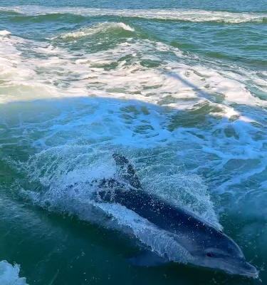 dolphins