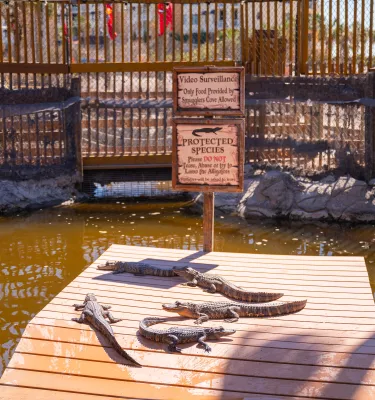 alligators