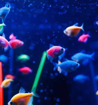 Colorful fish swimming in an aquarium.