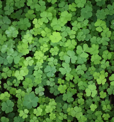many green shamrocks