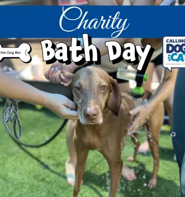 Charity Dog Bath Day featuring a brown dog getting a bath outside on grass.