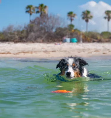 dog in ocean