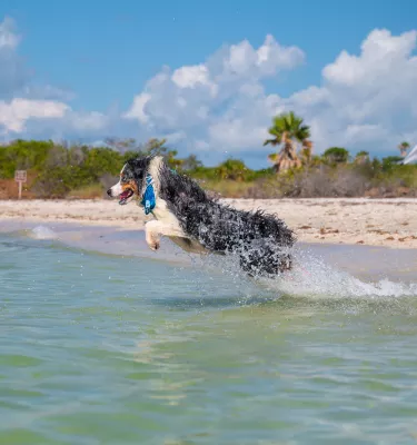 dog running in water
