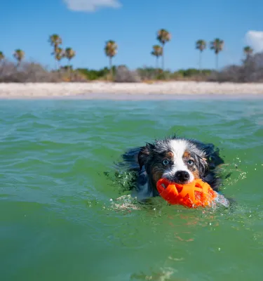 dog in ocean