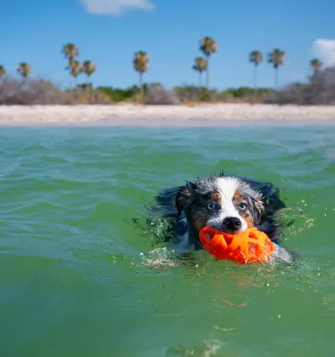 dog in ocean