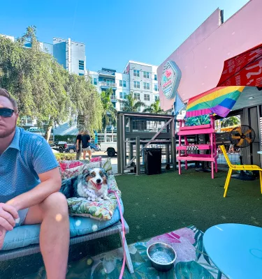 dog at a bar