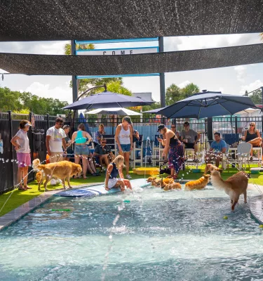 dog bar