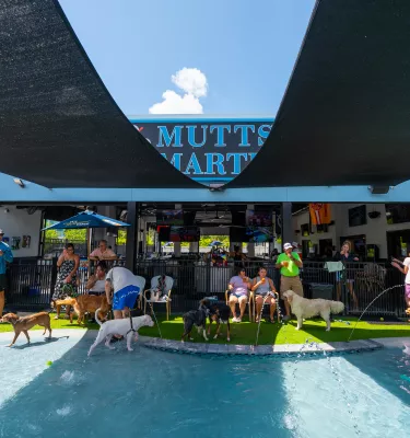 dog bar
