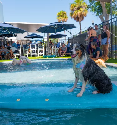 dog on surf board