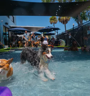 dog running in water