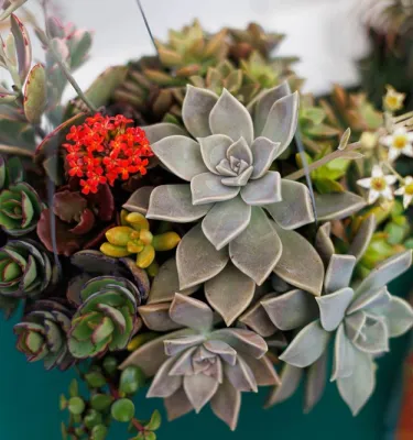 Succulent flower bouquet. 