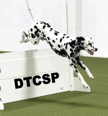 Dalmatian dog jumping over a white fence while training.