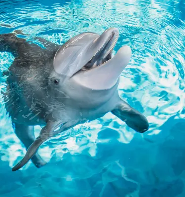 Dolphin swimming in the ocean.