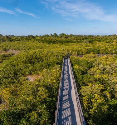 bridge in a nature preserve 