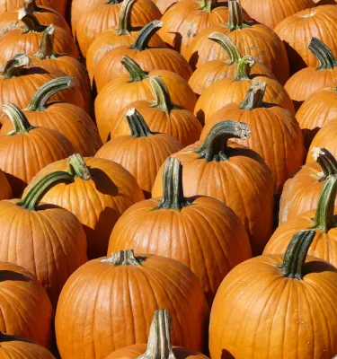 A pumpkin patch