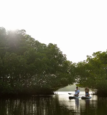a couple kayaking through the mangroves 