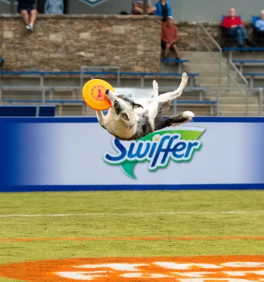 Dog catching a yellow Frisbee in the air.