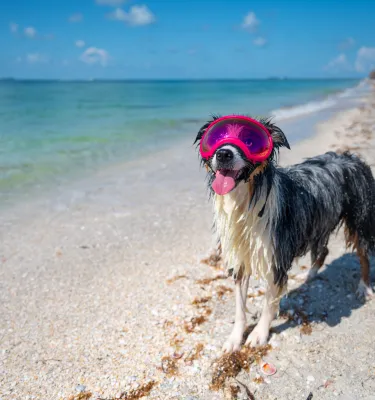 dog on the beach wearing goggles