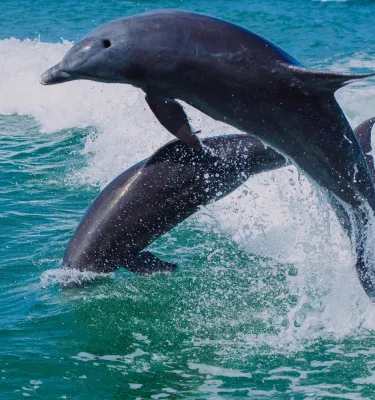 two dolphins leap in the wake of a boat in the Gulf