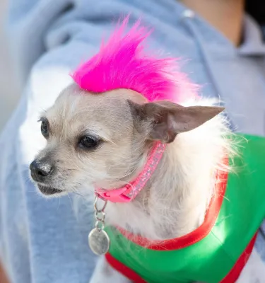 a dog in costume contest at Shopapalooza in St. Pete
