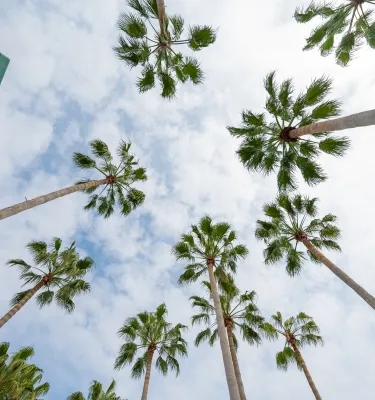 palm trees
