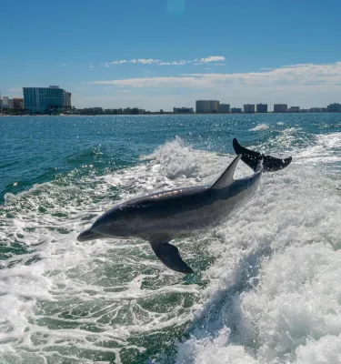 A dolphin leaping out of the ocean along the shores of St. Pete
