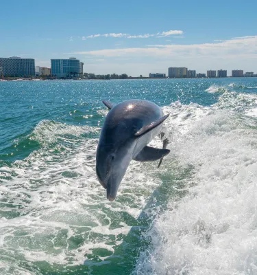 a dolphin jumping in the wake of a boat in Clearwater Harbor