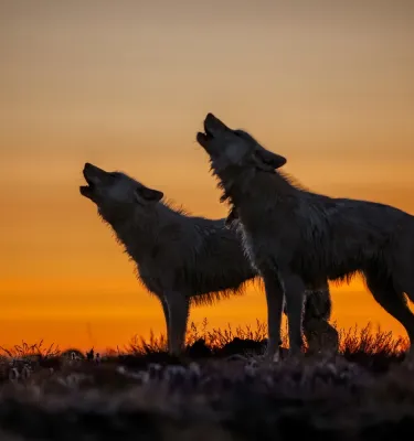 Two wild wolves howling during sunset.