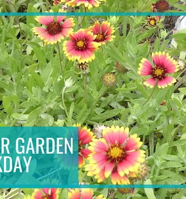 Monthly Clearwater Garden Club Workday Series event flyer poster.