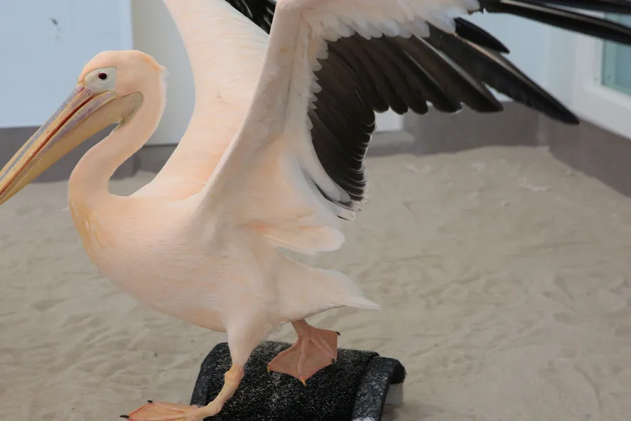 American White Pelican