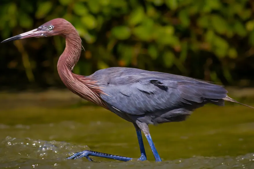 Reddish Egret