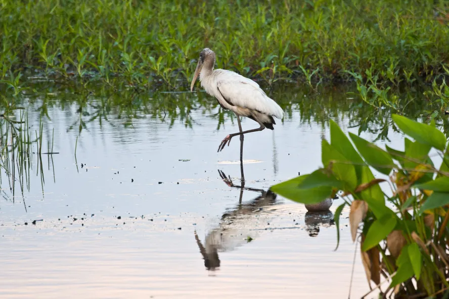 Wood Stork