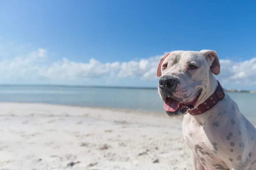 A dog on a beach near Dunedin