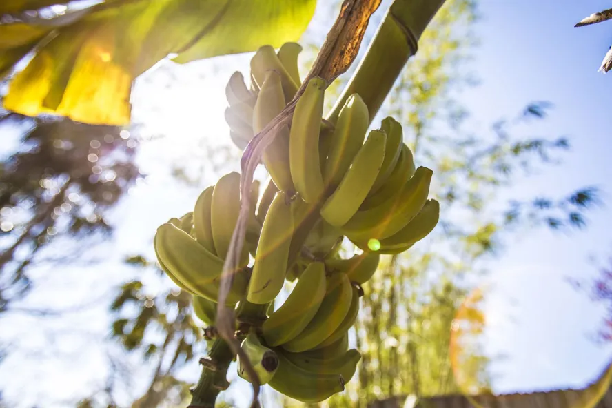 Banana tree with yellow bananas.