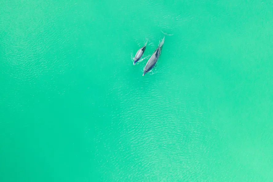 A mother dolphin and her baby swim in the Gulf.