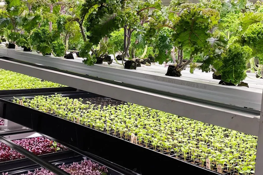 Fileiras de couve e vegetais brotando crescem em Brick Street Farms em St. Pete.