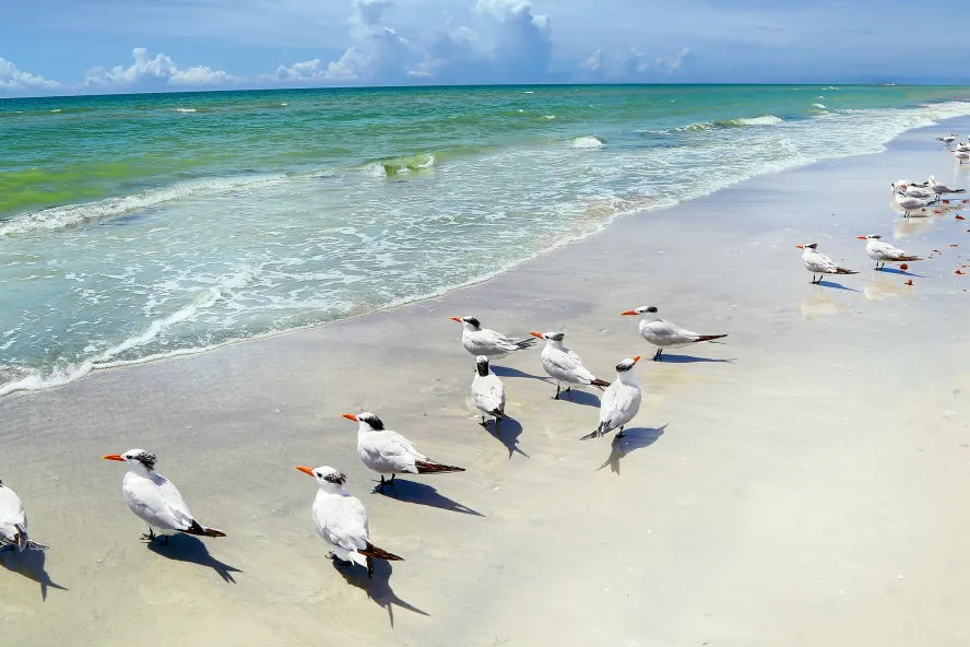 A flock of royal terns lines up along the water's edge in St. Pete/Clearwater