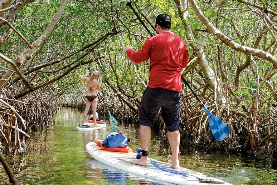 A couple paddleboards through the mangroves at Weedon Island