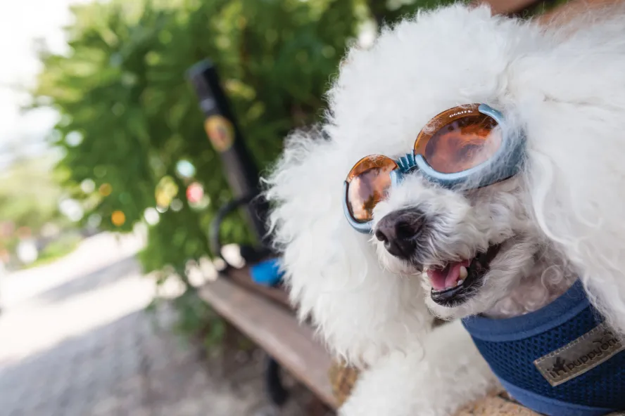 A white curly dog wear sunglasses in Dunedin