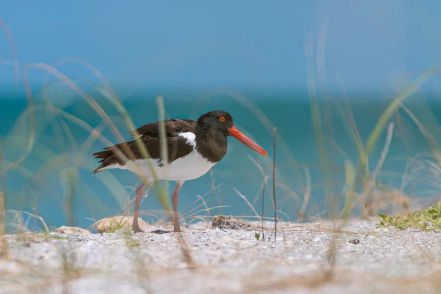 An oystercatcher, a large, black and white bird with a red beak walking through sand and sea oats.