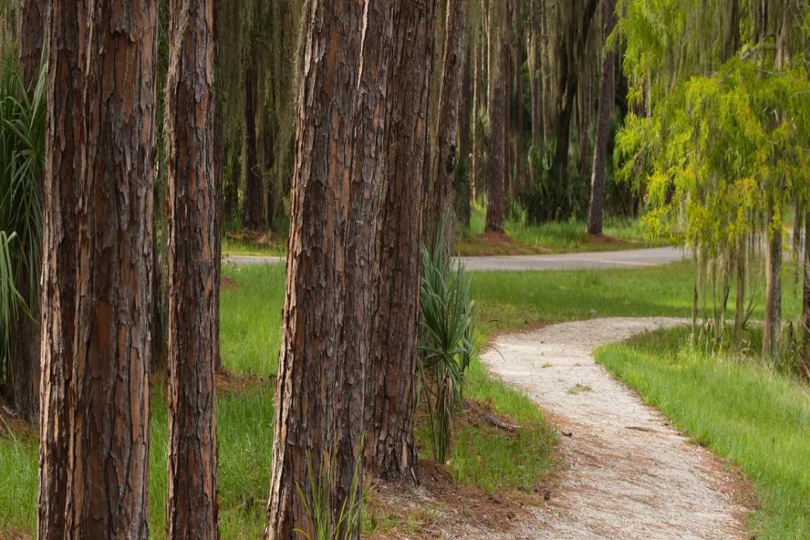 A path through the forest in John Chesnut Sr. Park