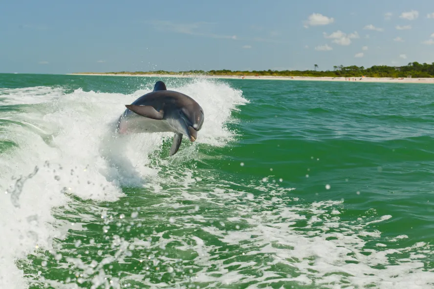 Ein wilder Delfin springt aus dem Wasser.