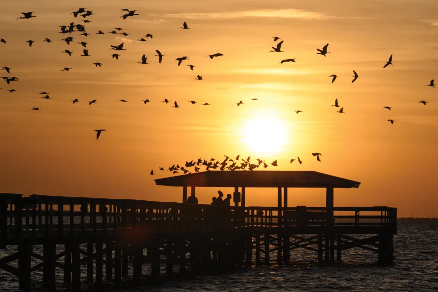 A flock of birds flying over the Safety Harbor pier during sunset