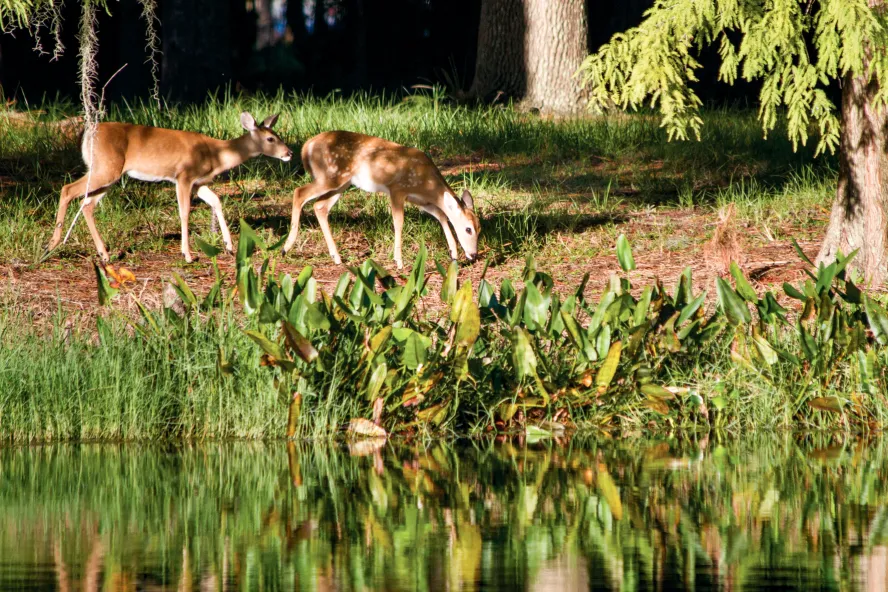 A couple deer graze on grass nearby a pond at Brooker Creek