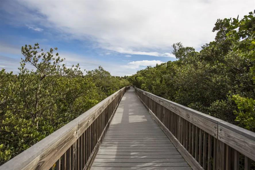 A shot of the Weedon Island Preserve boardwalk