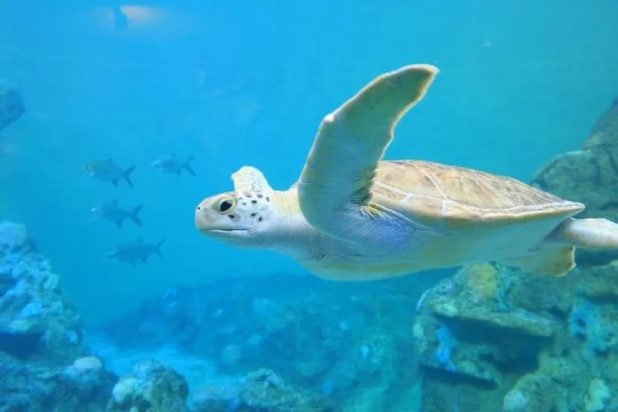 A medium-sized sea turtle swims around a reef.