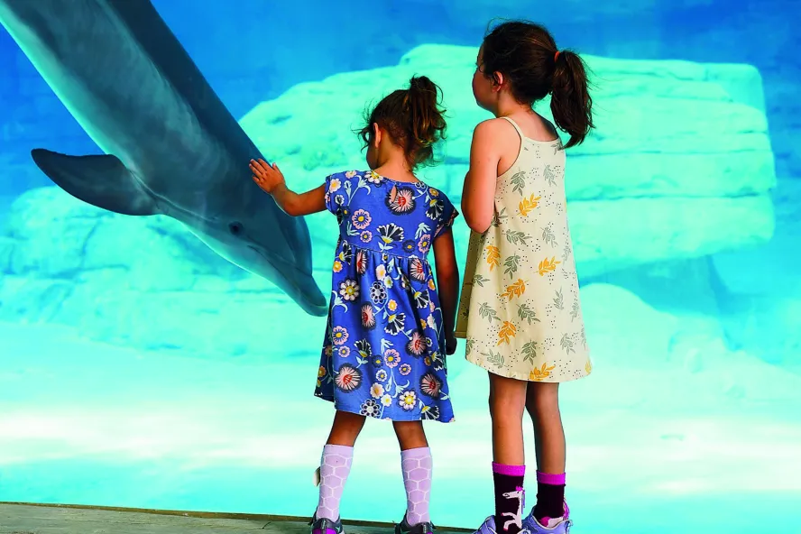 Two little girls in dresses stand at the huge window at the dolphin habitat at Clearwater Marine Aquarium
