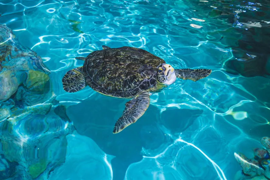 A loggerhead sea turtle swims in a clear blue tank at Clearwater Marine Aquarium